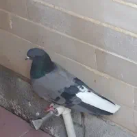 کبوتر سبز دم سفید