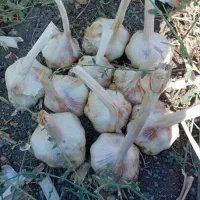 سیر خشک  درجه یک