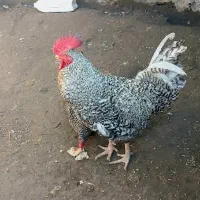 مرغ و خروس آمروک اصیل