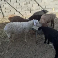 کاور لاکن