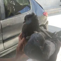 کبوتر پرشی