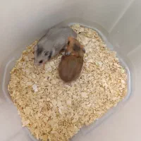 همستر|موش و خرگوش|بانه, |دیوار