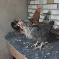 مرغ تخمگذار