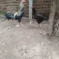 مرغ خروس لاری