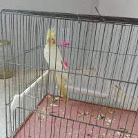 عروس هلندی