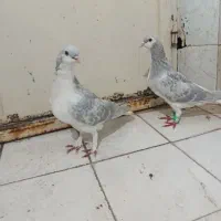 ساده مرسه.پرشی و جفتگاه