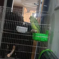 ملنگو نر دستی دستی