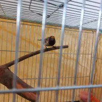 سهره قناری گلبسر