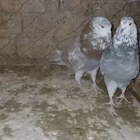 کبوتر|پرنده|تکاب, |دیوار