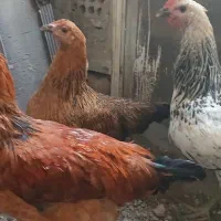 جوجه گلپایگان