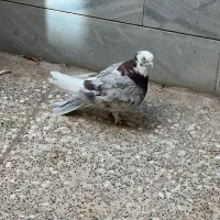 گمشده
