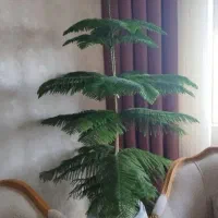کاج مطبق طبیعی زیبا و قدبلند