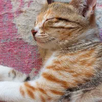گربه ۲ ماهه|گربه|صومعه‌سرا, |دیوار