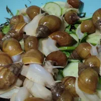 حلزون آچاتینا با کلاژن طبیعی و مولد