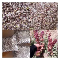 چایی کوهی