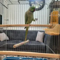 طوطی ملنگو گرینچیک قفس بزرگ