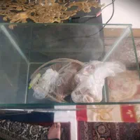 اکواریوم