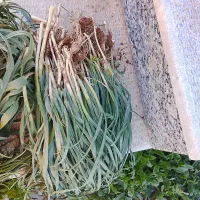 گندله|گل و گیاه طبیعی|صومای برادوست, |دیوار