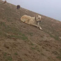 سگ گله