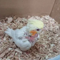جوجه سرلاکی لوتینو
