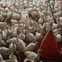 انواع جوجه بوقلمون بیوتی برنز تخم نطفه دار موجود