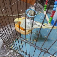 عروس هلندی ماده