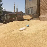 گندم تمیز۲۰ تن