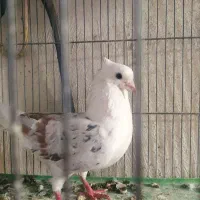 کبوتر دو کت سرور کاکلی