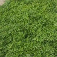 نهال گوجه بادمجان فلفل