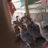 جوجه بوقلمون برنز