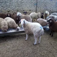گوسفند زنده باسکول