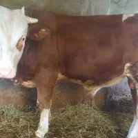 گوساله نر ،مناسب قربانی و دامالزلیق نمین