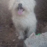 واگذاری هانا 8ماهه