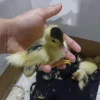 جوجه اردک اسراییلی