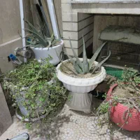 تعداد گل