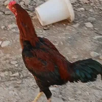 خروس لاری