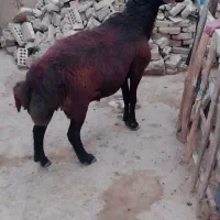 قوچ قزل افشار دامازلخ