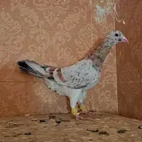 کبوتر نر سرخ دم سفید