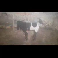 فروش‌چپش‌نر‌اسراییلی