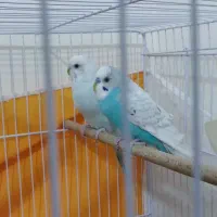 مرغ عشق جفت