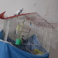 مرغ عشق