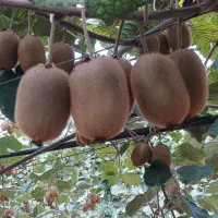کیوی درشت وکله باغ بالای150گرم خوشرنگ