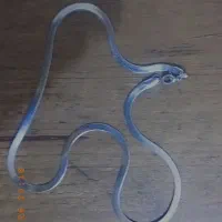 گردنبند