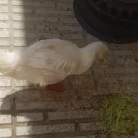 اردک|حیوانات مزرعه|قم, شهرک مهدیه|دیوار