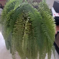 زیباترین گل   سرخس