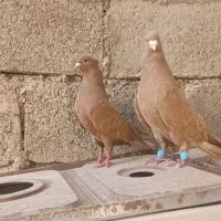 کبوتر