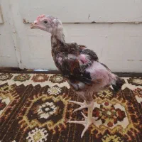 جوجه ترک وافغان
