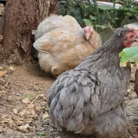 مرغ کوشین