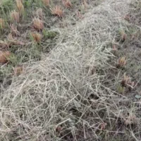 کاه برنج سراچینا