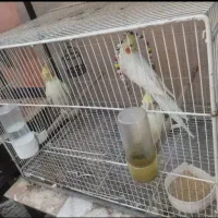 پرنده